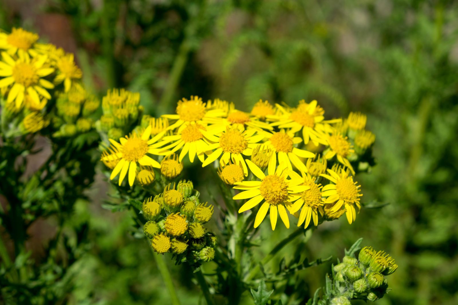 Close-up image of Ragwort growing wild.  Poisonous to horses and cattle. 