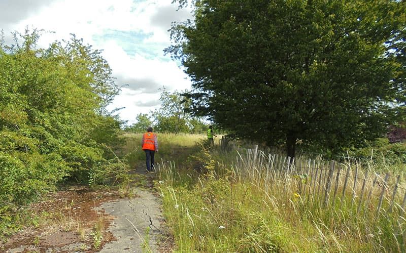 Islington Development Site Vegetation Clearance including 47 trees