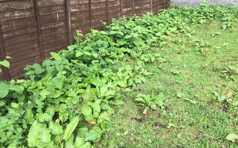 8 ways Japanese knotweed invades your land