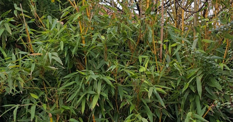 Bamboo growing in garden