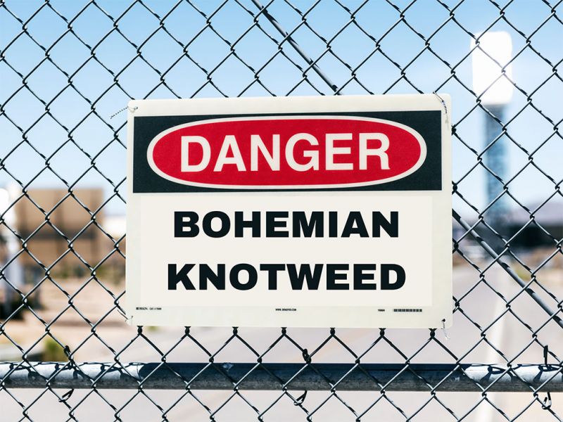 Bohemian knotweed warning