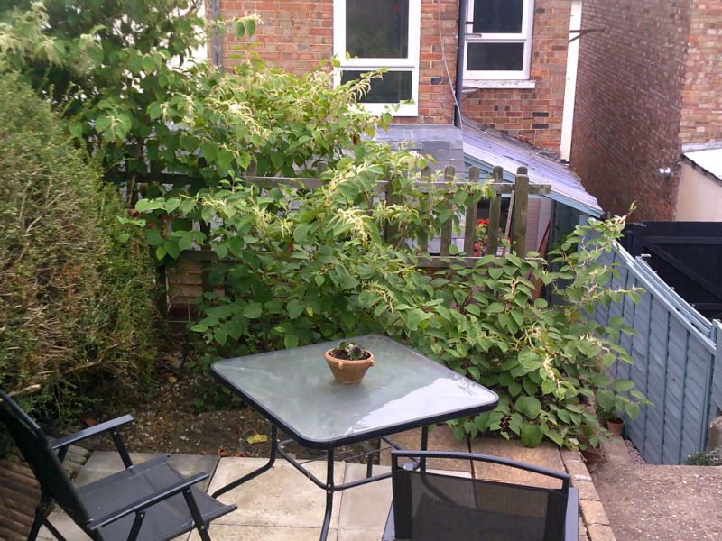 Garden with Japanese knotweed infestation
