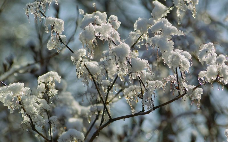 Does Japanese knotweed die off in Winter?
