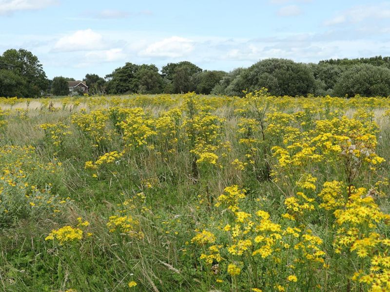 Kent nature reserve conserving ragwort for insects and other wildlife