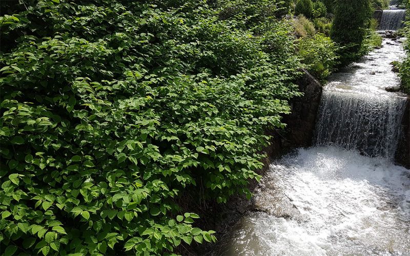 Japanese knotweed causes riverbank erosion