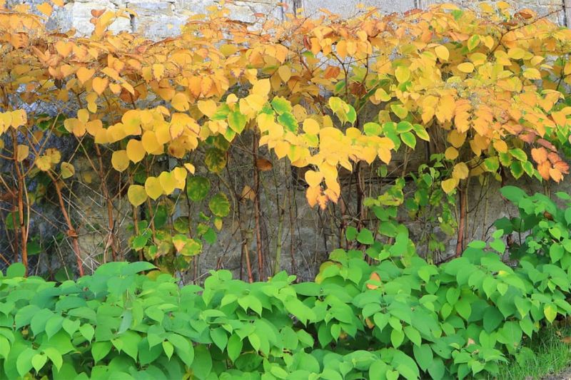 Japanese knotweed turning colour in autumn