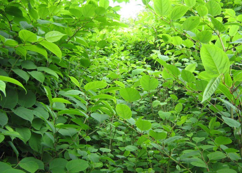 You could face a fine if you leave Japanese knotweed to grow on your land and it invades a neighbours land