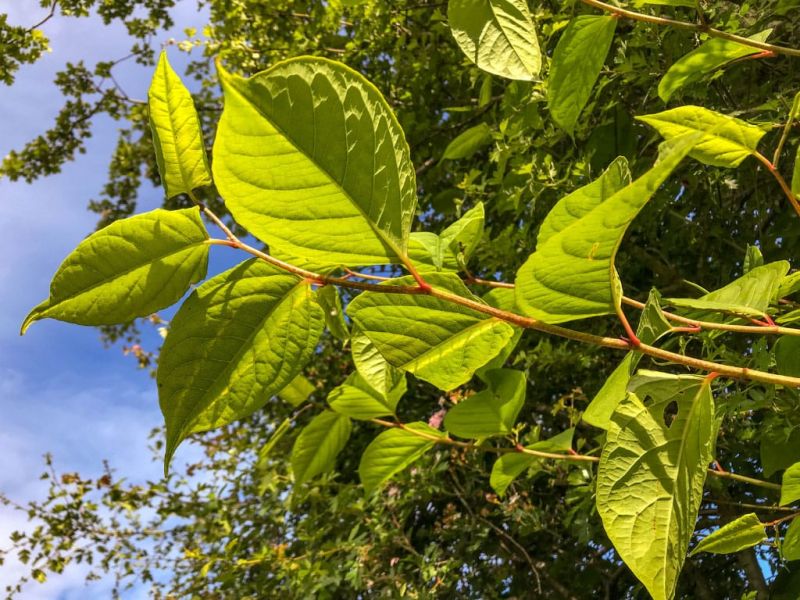 Japanese knotweed property rules relaxed by RICS