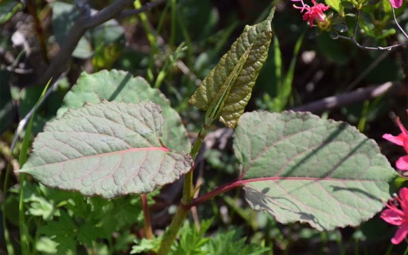 Japanese knotweed red-veined leaves in spring/summer on younger plants