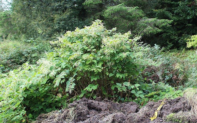 Japanese knotweed and UK law