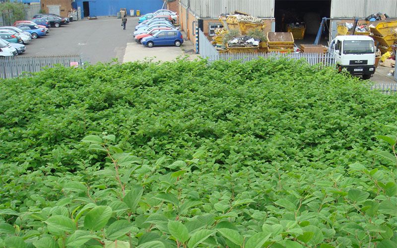 Land remediation relief for Japanese knotweed