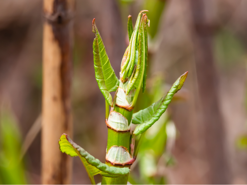 Reporting Japanese knotweed in the UK