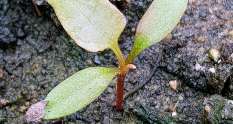 Conolly's Knotweed Seedling - rare species found in South Wales, UK