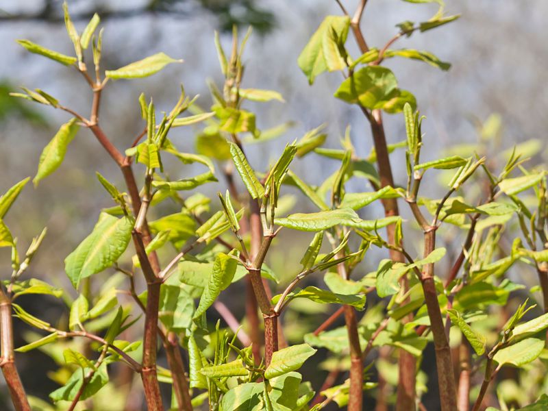 Varieties of knotweed spreading throughout the UK