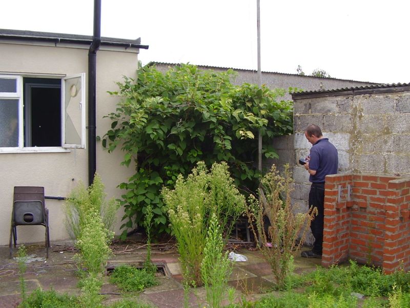 Site survey being performed at residential property with Japanese knotweed