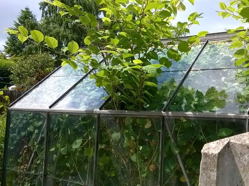 Japanese knotweed growth through greenhouse roof